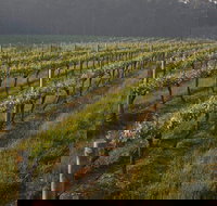 Cape Grace Wines - Sunshine Coast Tourism