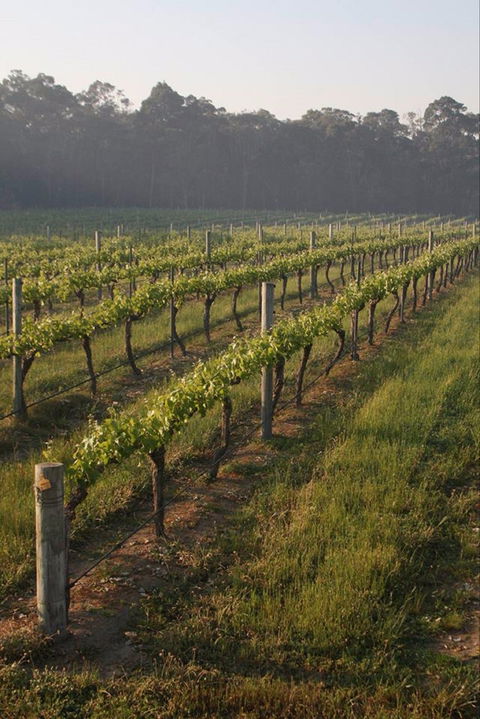 Cape Grace Wines - Holiday Sunshine Coast 0