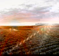 Rich Glen Olive Farm - Sunshine Coast Tourism