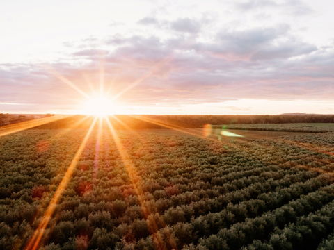 Rich Glen Olive Farm - Sunshine Coast Tourism 0