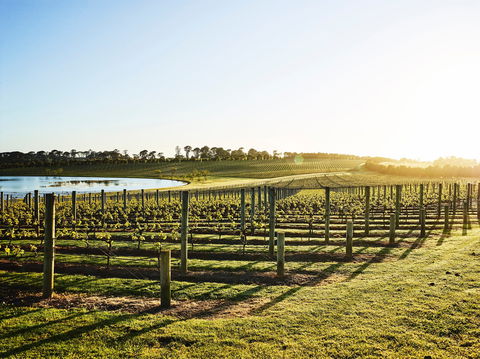 Wine Terrace And Cellar Door At Pt Leo Estate - Holiday Sunshine Coast 0
