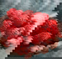 Christmas Hills Raspberry Farm Cafe - Sunshine Coast Tourism