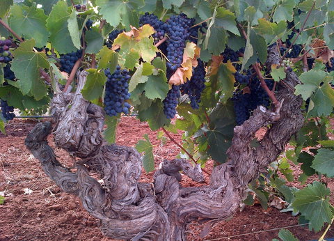 John Duval Wines - Sunshine Coast Tourism 2