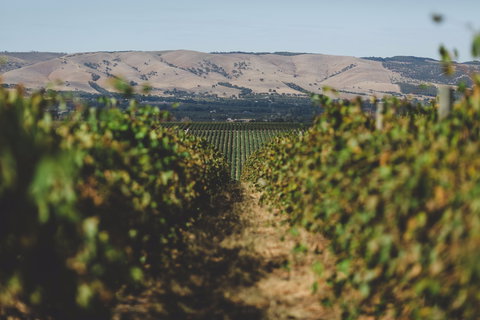 Mr. Riggs Wine Co. - Holiday Sunshine Coast 1