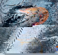 Yamba Wild - Holiday Sunshine Coast