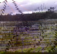 Darlington Vineyard - Sunshine Coast Tourism