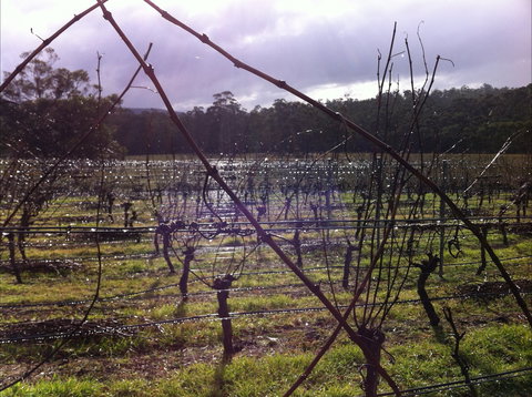 Darlington Vineyard - Sunshine Coast Tourism 0