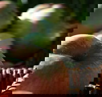 Denmark Heritage Cider Company - Sunshine Coast Tourism