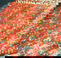 George Street Cafe and Patisserie - Holiday Sunshine Coast