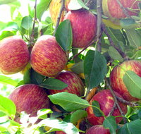 Payne's Orchards - Sunshine Coast Tourism