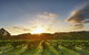 Singlefile Wines - thumb 1