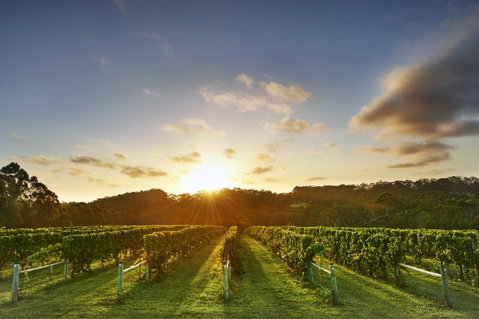 Singlefile Wines - Sunshine Coast Tourism 1