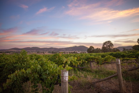 Thistle Hill Wines - Sunshine Coast Tourism 2