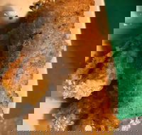 Kappaya - Sunshine Coast Tourism