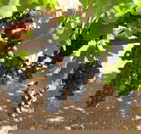 Waybourne Winery - Sunshine Coast Tourism