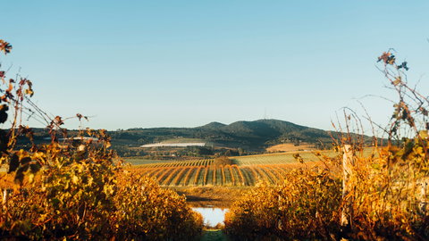 HOOSEGG Cellar Door - Sunshine Coast Tourism 1