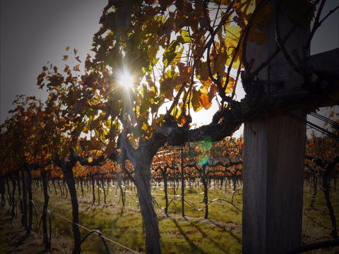 Pyramids Road Wines - Sunshine Coast Tourism 0