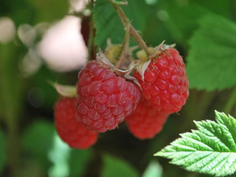 Westerway Raspberry Farm - Holiday Sunshine Coast 0