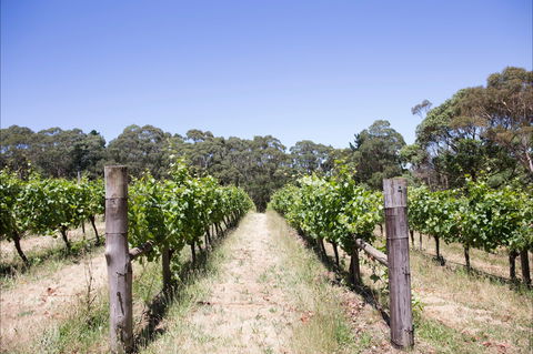 Mount Macedon Winery - Sunshine Coast Tourism 1