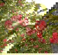 Staples Apples - Sunshine Coast Tourism