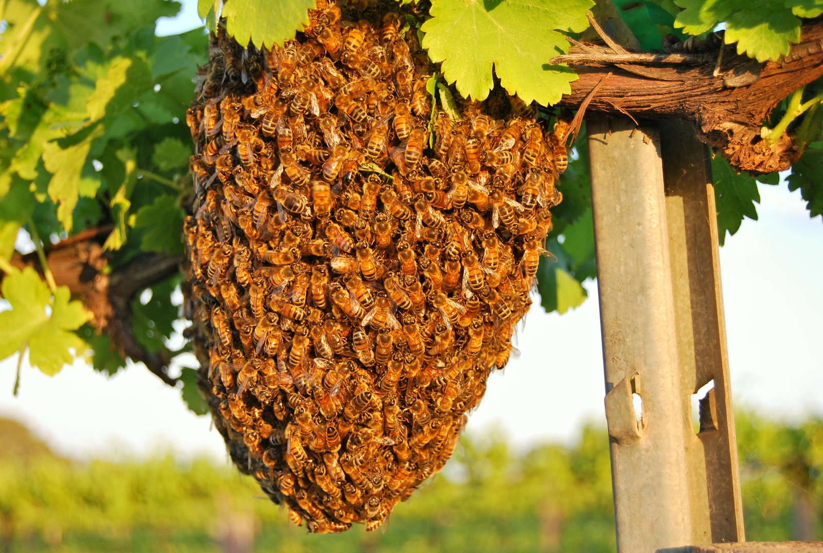 Pata SA Sunshine Coast Tourism