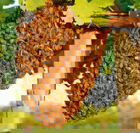 Whistling Kite Biodynamic Wines - Sunshine Coast Tourism