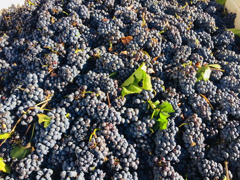 Norton Road Wines - Sunshine Coast Tourism 2