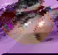 Kokonut Willy's Bar and Grill - Sunshine Coast Tourism