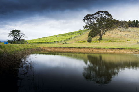 Mount Majura Vineyard - Sunshine Coast Tourism 1