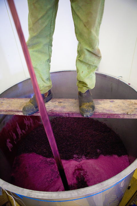 Mount Majura Vineyard - Sunshine Coast Tourism 2