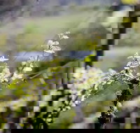 Barrgowan Vineyard - Sunshine Coast Tourism