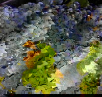 Faisan Estate Wines - Sunshine Coast Tourism