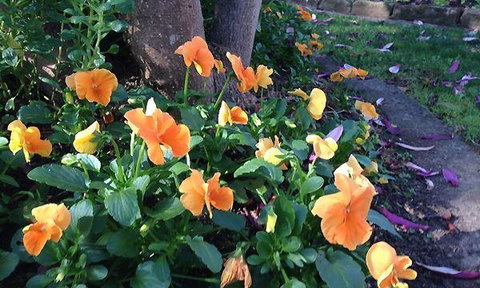 The Cornerstone Ale House - Holiday Sunshine Coast 3