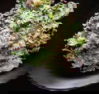 Arthur Waterhouse Lounge - Sunshine Coast Tourism