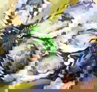 Captain  Co Fish Bar - Sunshine Coast Tourism