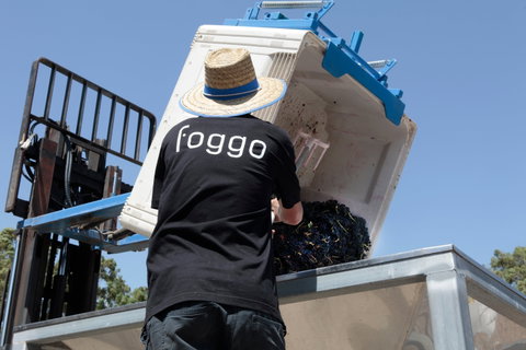 Foggo Wines - Holiday Sunshine Coast 1