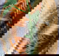 WOW Banh Mi - Sunshine Coast Tourism