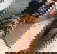 Zanette's Gelato - Sunshine Coast Tourism