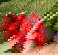 Beechworth Berries - Sunshine Coast Tourism