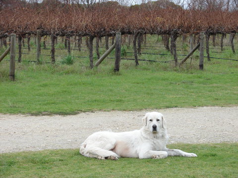 Mount Benson Estate - Sunshine Coast Tourism 1