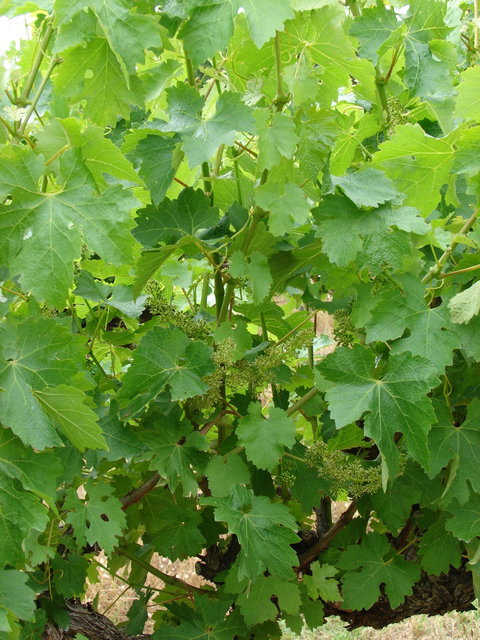 Mount Benson Estate - Sunshine Coast Tourism 2