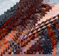 Lobster Shack Tasmania - Holiday Sunshine Coast