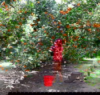 Fords Farm - Sunshine Coast Tourism