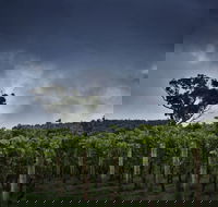 Dalrymple Vineyards