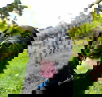 Every Man and His Dog Vineyard - Sunshine Coast Tourism