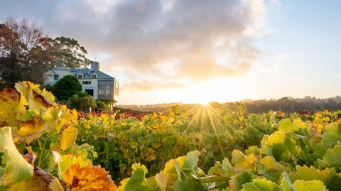 Hahndorf Hill Winery - Sunshine Coast Tourism 0