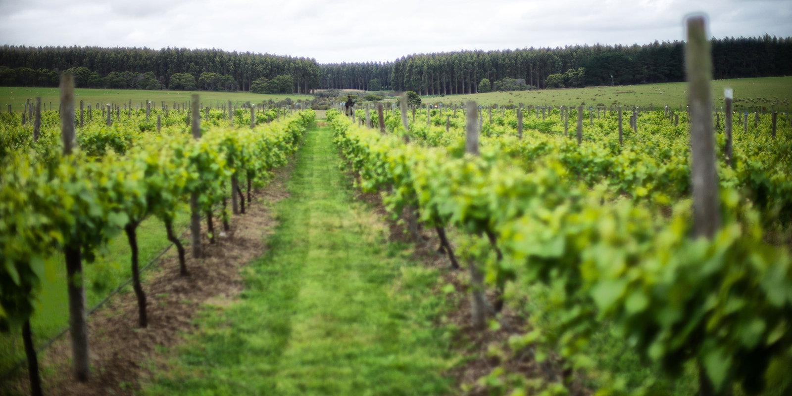 Condah Swamp ACT Sunshine Coast Tourism
