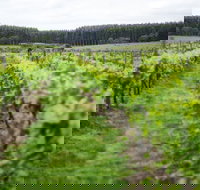 Suffoir Winery Brewery and Cidery - Sunshine Coast Tourism