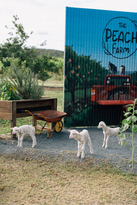 The Peach Farm - Sunshine Coast Tourism 2
