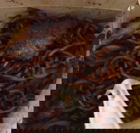 Delahey Noodle Bar - Sunshine Coast Tourism